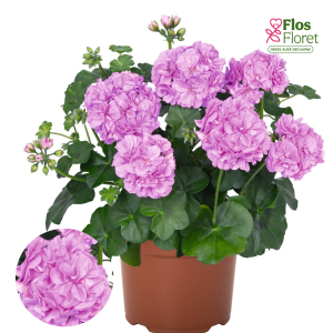 PV343. Vairogveida pelargonija - Atlantic Lavender