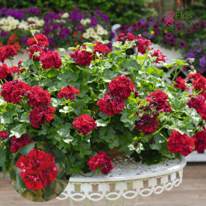 PV345. Vairogveida pelargonija -  Atlantic Merlot (Great Balls of Fire Merlot)