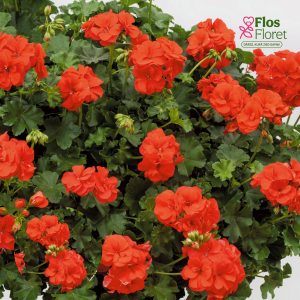 PV366. Vairogveida pelargonija -  Polly