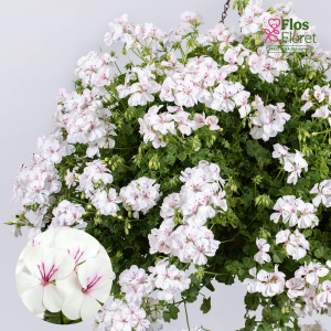 PV367. Vairogveida pelargonija -  Sandy
