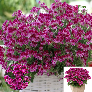 PV371. Citrainā pelargonija -  Angeleyes Casis