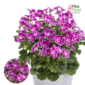 PV372. Citrainā pelargonija -  Angeleyes Pink