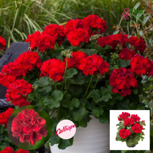 PV373. Pelargonija -  Calliope® Dark Red (L stāva, kupla)