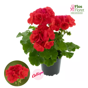 PV374. Pelargonija -  Calliope® Deep Coral (L stāva, kupla)