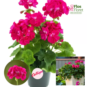 PV375. Pelargonija -  Calliope® Hot Rose (L stāva, kupla)