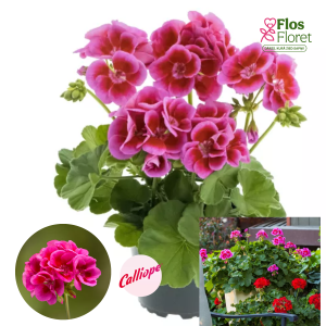 PV376. Pelargonija -  Calliope® Lavender Splash (L stāva, kupla)