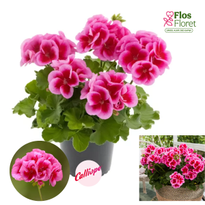 PV377. Pelargonija -  Calliope® Rose Splash (L stāva, kupla)
