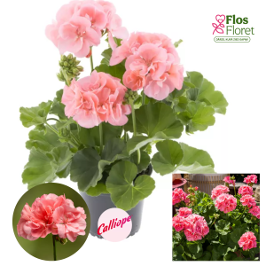 PV378. Pelargonija -  Calliope® Soft Coral (L stāva, kupla)