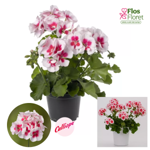 PV379. Pelargonija -  Calliope®  White Splash (L stāva, kupla)