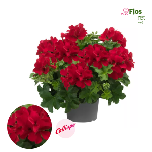 PV380. Pelargonija -  Calliope® Landscape Deep Red (pārkarena)
