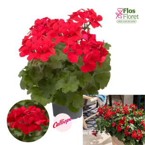 PV381. Pelargonija - Calliope® Landscape Fire (pārkarena)