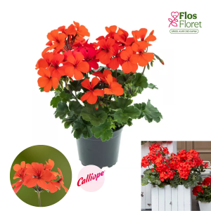 PV382. Pelargonija -  Calliope® Landscape Orange (pārkarena)