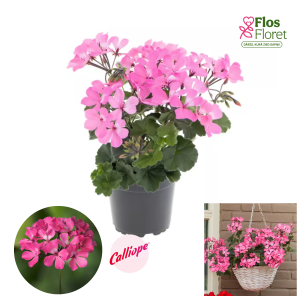 PV383. Pelargonija -  Calliope® Landscape Pink (pārkarena)