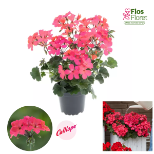 PV384. Pelargonija -  Calliope® Landscape Rose (pārkarena)