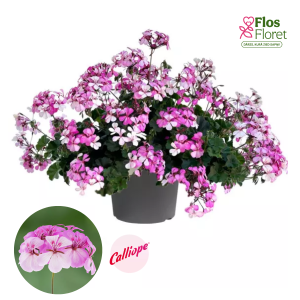 PV385. Pelargonija -  Calliope® Landscape Rock'n 'Rose (pārkarena)