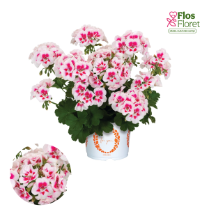 PV405. Pelargonija -  Sarita/Santana White Splash 2027