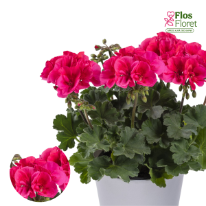 PV406. Pelargonija -  TWOinONE Patio Coral