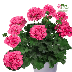 PV407. Pelargonija -  TWOinONE Pink Splash