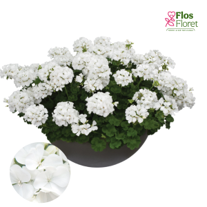 PV410. Pelargonija -  TWOinONE White 26