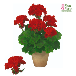 PV411. Joslu pelargonija -  Brilliant Dark Red