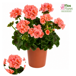 PV412. Joslu pelargonija -  Brilliant Fine Salmon