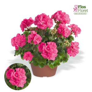 PV413. Joslu pelargonija -  Brilliant Hot Pink