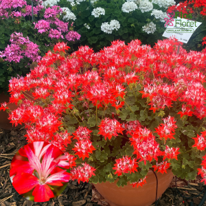 PV415. Joslu pelargonija -  Fireworks Red-White