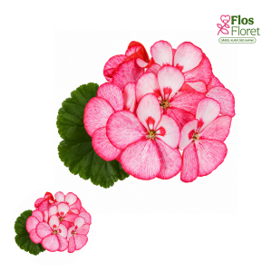 PV418. Joslu pelargonija -  Funfare Red