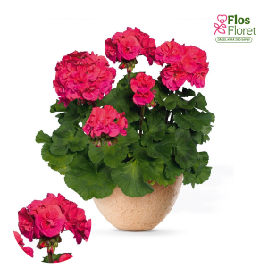 PV424. Joslu pelargonija -  Marena