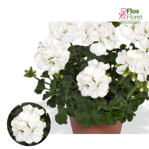 PV425. Joslu pelargonija -  Nightdancer White