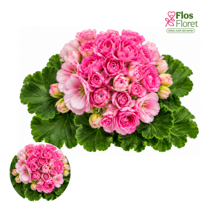PV426. Joslu pelargonija -  Rose Blossom