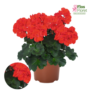 PV428. Joslu pelargonija -  Savannah Bright Red 2024