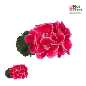 PV429. Joslu pelargonija -  Spanish Wine Red