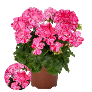 PV431. Joslu pelargonija - Survivor Idols Pink Batik 2027