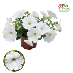 PV465. Petūnija -  Sanguna® White