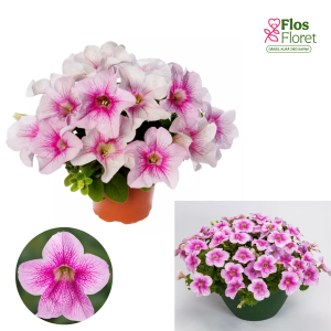 PV466. Petūnija -  Sanguna® Mega Pink Vein