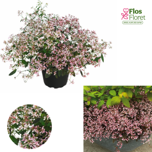 PV534. Eiforbija -  Shades in Pink  (lielie)