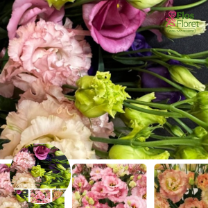 PV617. Lizante, eustoma - Alissa MIX