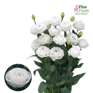 PV629. Lizante, eustoma - Cupid 3 White