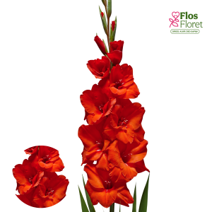 PV671. Gladiolas -  Advance