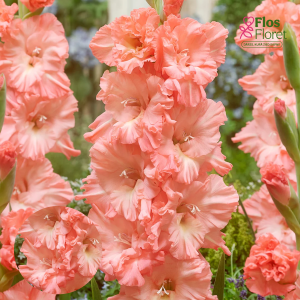PV682. Gladiolas -  Blushed Look