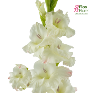 PV687. Gladiolas -  Careless