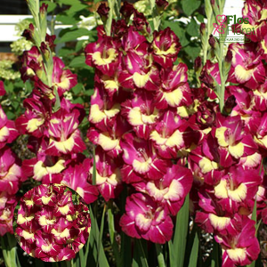 PV693. Gladiolas -  Colour Club