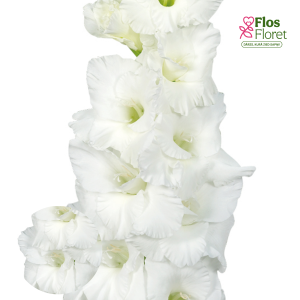 PV695. Gladiolas -  Essential