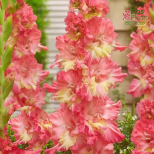 PV709. Gladiolas -  Mango Muse