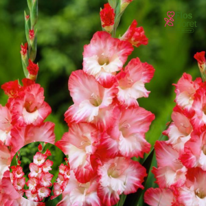 PV719. Gladiolas -  Pink Lady