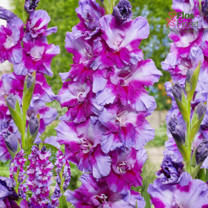 PV725. Gladiolas -  Purple Art