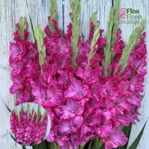 PV728. Gladiolas -  Sweet Love