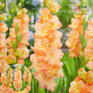 PV731. Gladiolas - The Great Queen Elizabeth