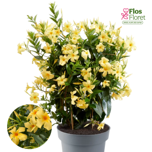 PV744. Mandevilla -  Diamantina Sound Gold
